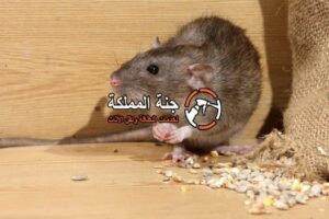 شركة مكافحة الفئران بالشارقة