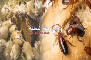 شركة مكافحة حشرات في العين